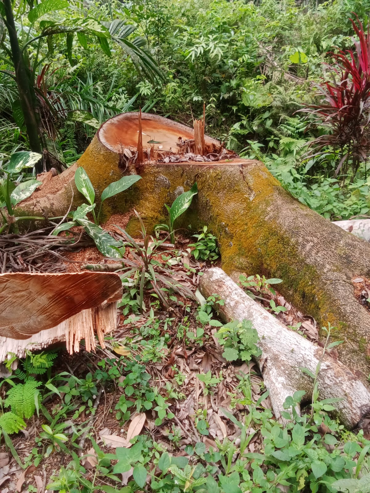 Diduga Puluhan Pohon di Bahu Jalan Desa Kutambaru di Tebangi dengan Cara Ilegal